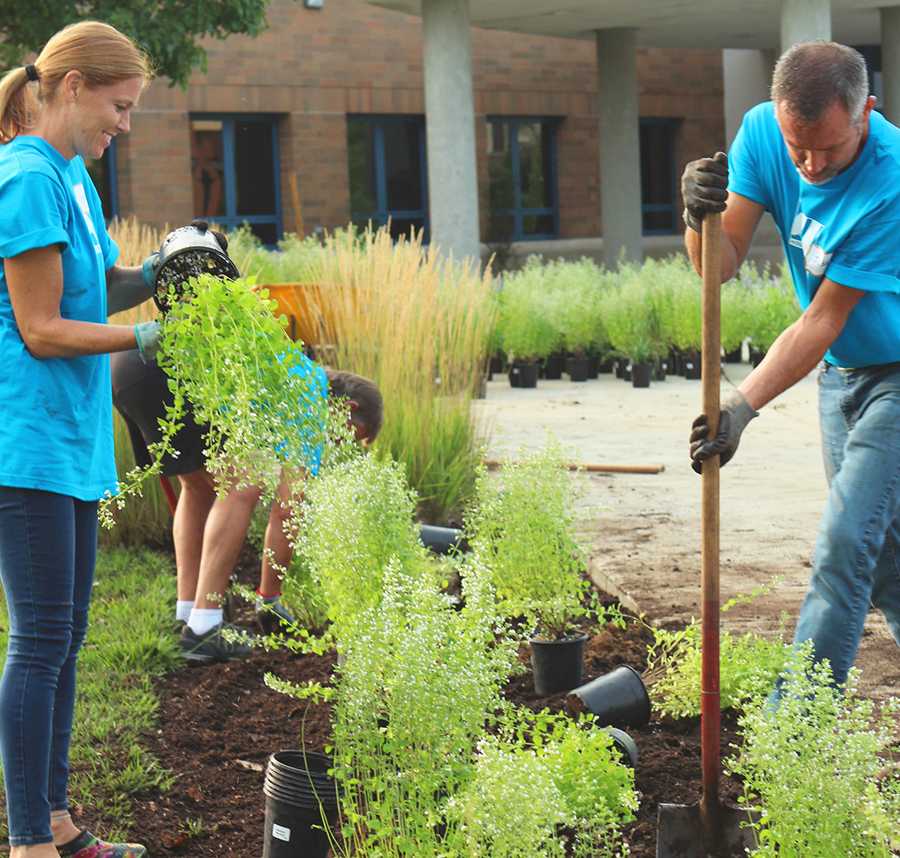 Two volunteers in blue shirts plant trees in a community garden.